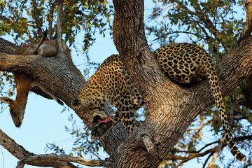 A leopard eating an antelope on a tree, Kruger National Park, South Africa