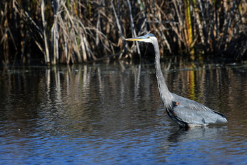 Great Blue Heron waiting for breakfast to swim by