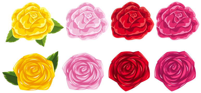 Four different colors of roses