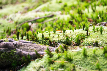 small pine in moss