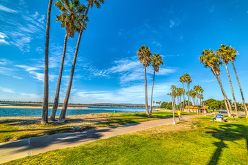 Palm trees in Mission Bay