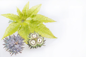 Green castor fruits - Ricinus communis