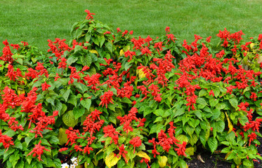Feuersalbei (Salvia splendens)