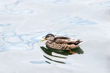 a wild duck swimming on water