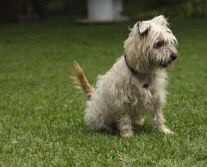 Dog man's best friend