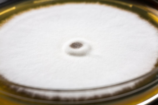 Trichophyton mentagrophytes on sabouraud dextrose agar