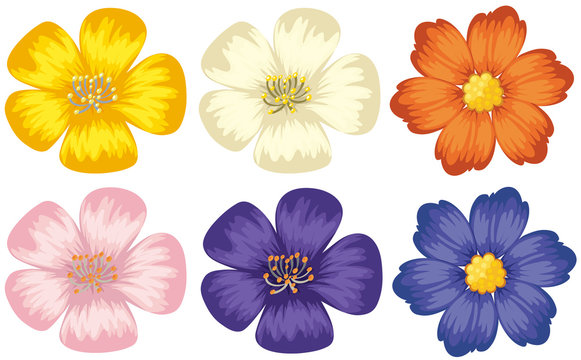 Colorful flowers on isolated white background