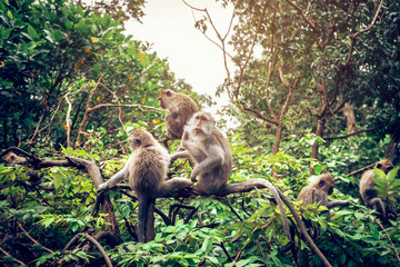Monkeys in Bali