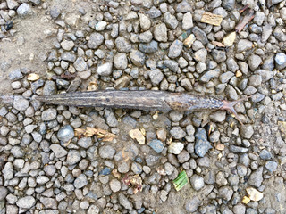 Junger Tigerschnegel (Limax maximus) auf einem steinigen Weg
