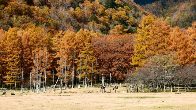 Autumn forest