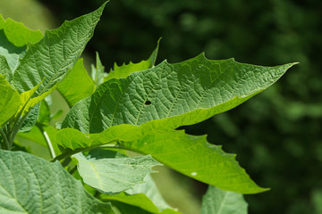 grünes Blatt im Sonnenlicht
