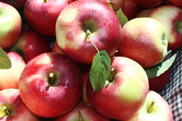 Italy: Red apples.