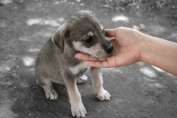 Woman stroking little puppy, outdoors. Adoption concept