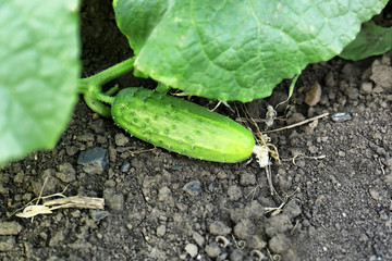 Obraz premium Cucumber growing in garden
