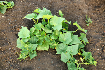 Cucumber growing in garden on sunny day
