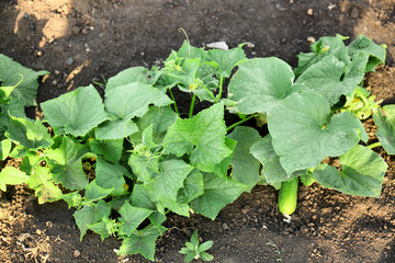 Cucumber growing in garden on sunny day