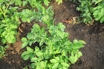 Potato in garden on sunny day