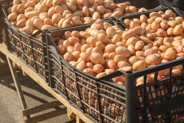 Many potatoes in plastic crates at market