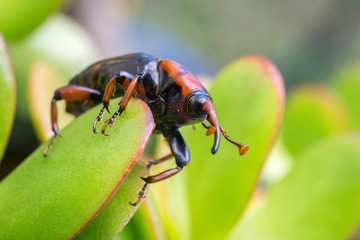 macro beetle