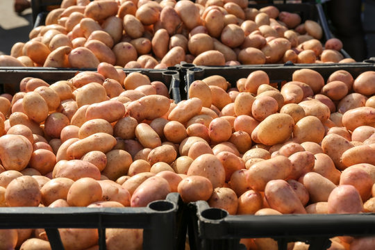 Many potatoes in plastic crates at market