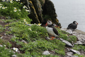 Ireland-juin-juillet-2017