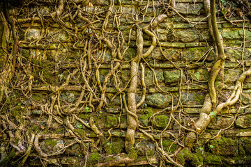 ivy in the wall