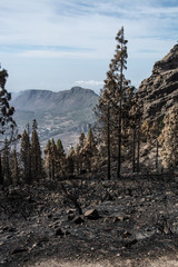 Waldbrand auf Gran Canaria