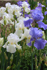Flowers of blue and white irises in the spring in the garden.