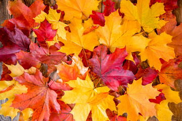 Naklejka na ściany i meble clean bright colored autumn leaves
