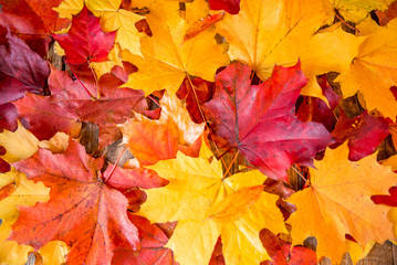 Naklejka na ściany i meble clean bright colored autumn leaves