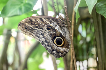 big eye pattern Giant Owl Butterfly on plant