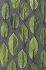 Green leaves laid out on a slate background. Nature concept