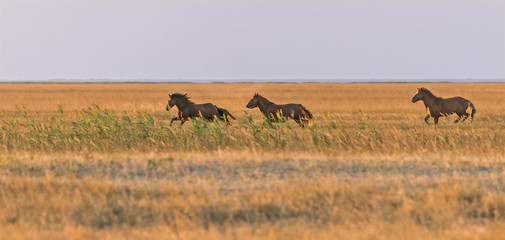 A herd of wild horses are grazing across the steppe. Selective focus.