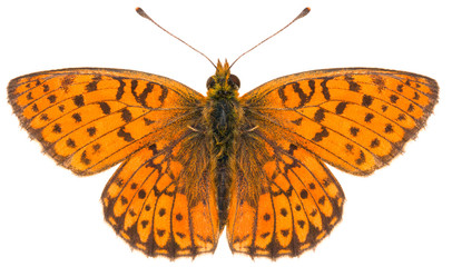 Close-up of the Brenthis hecate twin-spot fritillary beautiful butterfly isolated on white...