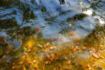 Autumn leafs and acorns and water