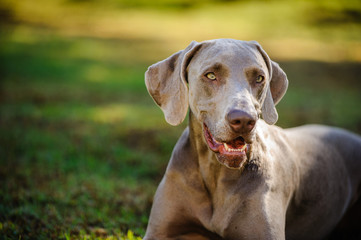 Weimaraner dog outdoor portrait in grass