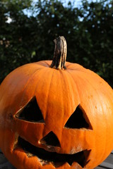Halloween, Kürbis, Halloween is over, fauliger Kürbis, Schimmel
