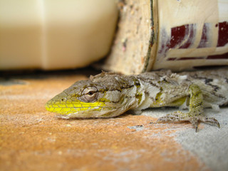 yellow greyish house gecko shedding skin