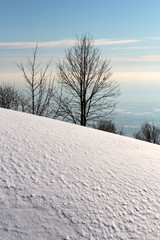 Alberi in inverno con la neve fresca