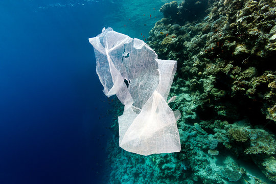 Ocean Pollution - a discarded plastic bag drifts next to a tropical coral reef