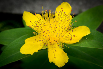 fiore giallo