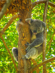 Exploring Noosa in Queensland, Australia