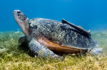 Obraz premium A green turtle with remora feeding on seagrass