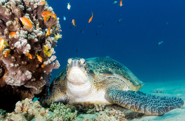 Obraz premium A green turtle and lionfish next to an underwater coral pinnacle