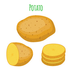 Potato set, vegetable. Organic food. Cartoon flat style. Vector illustration