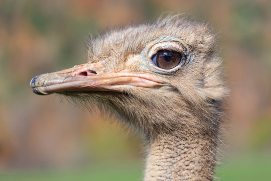 The ostrich or common ostrich is a species of large flightless birds native to Africa.