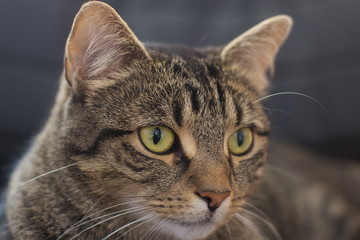 Cat on a black leather chair