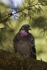 Dove
