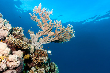 Tropical fish swimming around a healthy tropical coral reef