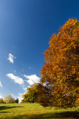 Fototapeta premium Tall trees and fields